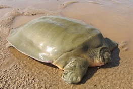 First Asian Giant Softshell Turtle Nest of the Season Located in the Mekong River